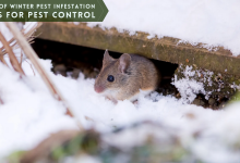 Types of Winter Pest Infestation and Ways for Pest Control