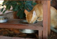 How to Make a Programmable Cat Feeder - Easy How-To Guide