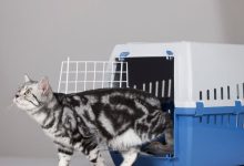 How to Properly Measure Your Cat for a Carrier