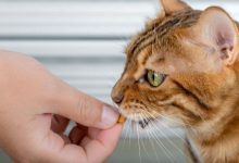 How to make cat treats with kitten ingredients: How-to's, tips, and advice