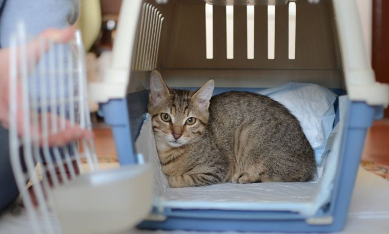 The Best Litter Box Cabinet for Small Spaces