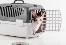 How to Choose the Best Cat Carrier