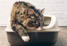 How to Stop the odor from your cat's litter box