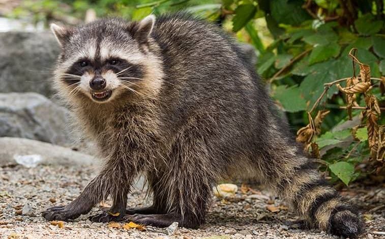 What to do with Infested Wildlife Animals: Get removal of Raccoons