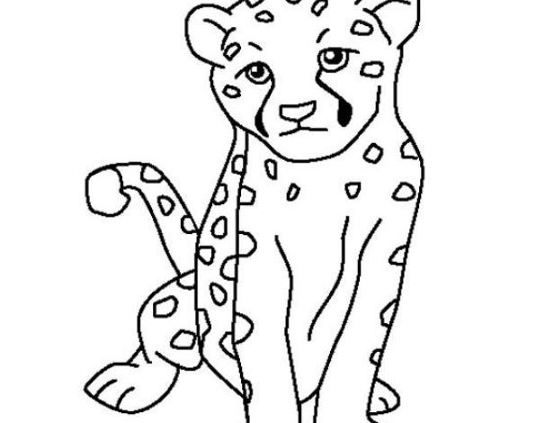 Cheetah