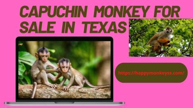 capuchin monkey for sale in Texas