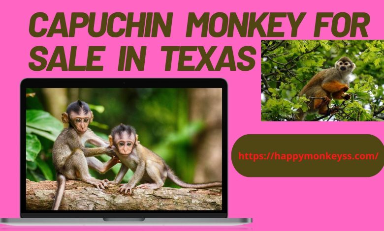 capuchin monkey for sale in Texas