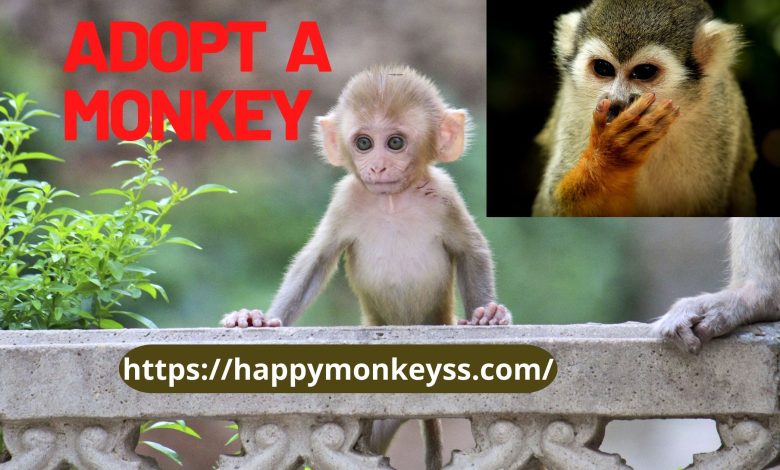 Adopt a monkey