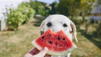 Can Dogs Eat Watermelon