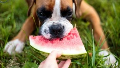 Can Dogs Eat Watermelon