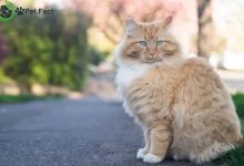 Fluffy Cat breeds