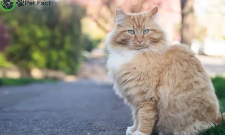 Fluffy Cat breeds