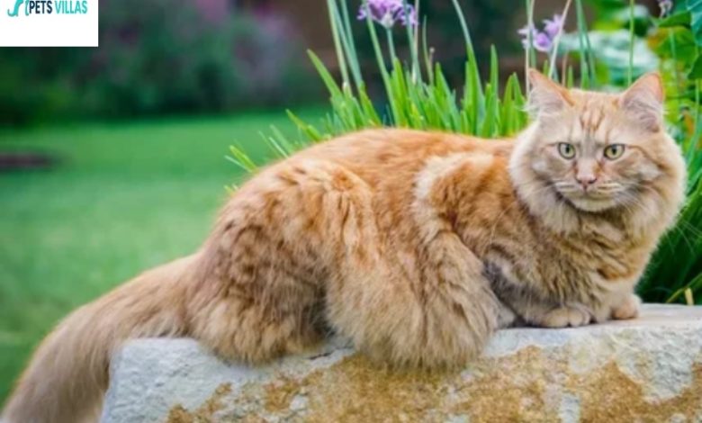 Fluffy Cat breeds